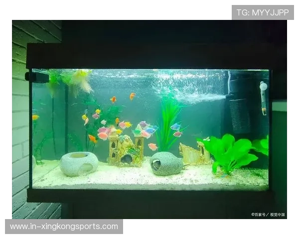 水族箱造景入门指南打造自然水下世界的完美步骤